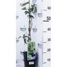 Öntermékeny kopasz kivi Actinidia arguta 'Issai' 50cm