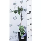 Öntermékeny kopasz kivi Actinidia arguta 'Issai' 50cm