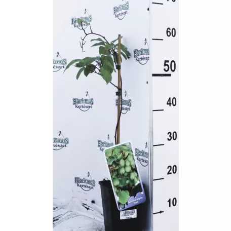 Öntermékeny kopasz kivi Actinidia arguta 'Issai' 50cm