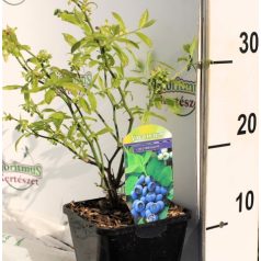 Kék áfonya 20-25cm