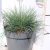 Kék deres csenkesz Festuca glauca 'Elijah Blue' 30/+cm