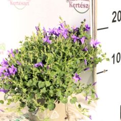 Harangvirág Campanula Kris 20-25cm