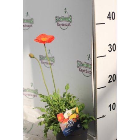 Izlandi díszmák Papaver nudicaule Gartenzwerg 15-25cm