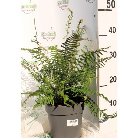 Vesepáfrány Polystichum polyblepharum  15-20cm