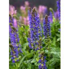 Erdei zsálya Salvia x sylvestris 'April Night' 25-35cm