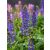 Erdei zsálya Salvia x sylvestris 'April Night' 25-35cm