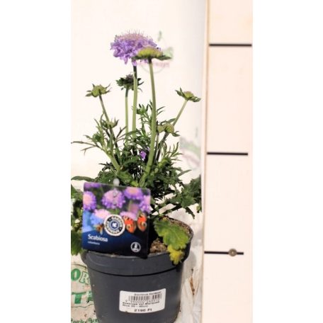 Galambszínű ördögszem Scabiosa columbaria 'Mariposa Blue' 35-40cm
