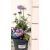 Galambszínű ördögszem Scabiosa columbaria 'Mariposa Blue' 35-40cm