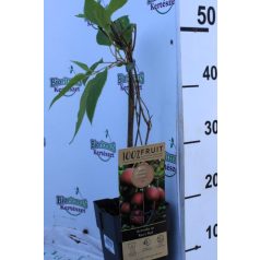   Bíbor mini termős kivi Actinidia arguta 'Ken's Red'  55cm