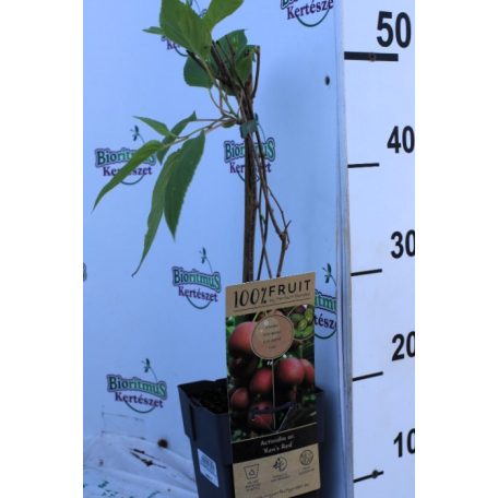 Bíbor mini termős kivi Actinidia arguta 'Ken's Red'  55cm