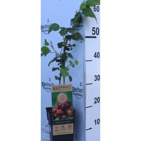 Japán szeder (málna) Rubus phoenicolasius 55cm