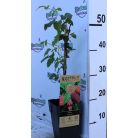 Szedermálna Rubus fruticosus × idaeus 'Tayberry' 55cm