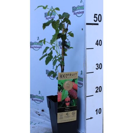 Szedermálna Rubus fruticosus × idaeus 'Tayberry' 55cm