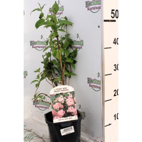 Rózsaszín virágú gyöngyvirágcserje Deutzia hybrida 'Mont Rose' 35-50cm