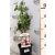 Rózsaszín virágú gyöngyvirágcserje Deutzia hybrida 'Mont Rose' 35-50cm