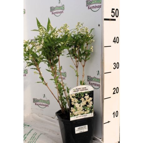 Gyöngyvirágcserje Deutzia gracilis 35-50 cm