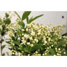 Gyöngyvirágcserje Deutzia gracilis 35-50 cm
