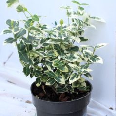   Fehértarka kúszó kecskerágó Euonymus fortunei 'Emerald'n Gaiety'  10-20 cm