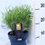 Közönséges levendula Lavandula angustifolia 'Felice' 25/+cm