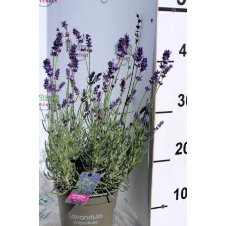 Angol levendula Lavandula angustifolia 'Hidcote Blue' 15/+ cm