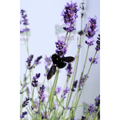 Angol levendula Lavandula angustifolia 'Hidcote Blue' 15/+ cm