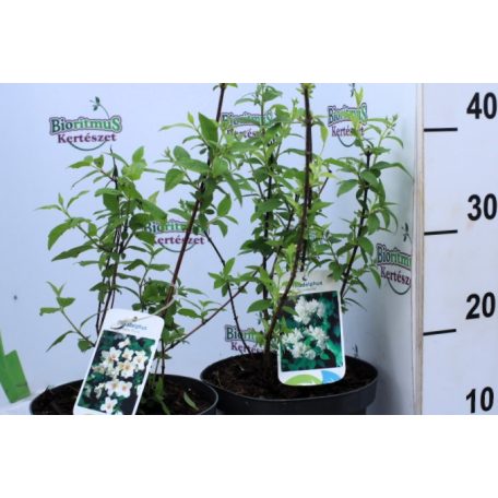 Csillag jezsámen Philadelphus 'Belle Etoile' 30-40 cm