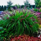 Évelő tollborzfű Pennisetum alopecuroides Black Beauty 15-20 cm
