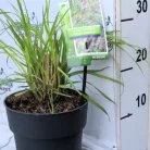 Évelő tollborzfű Pennisetum alopecuroides Black Beauty 15-20 cm