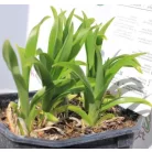 Sásliliom Hemerocallis 'Mini Pearl' 