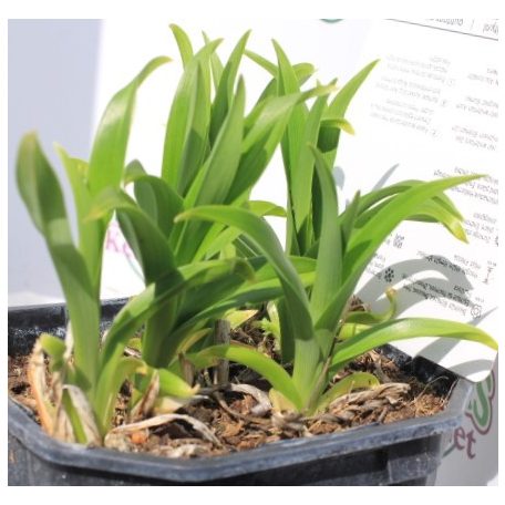 Sásliliom Hemerocallis 'Mini Pearl' 