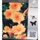 Sásliliom Hemerocallis 'Mini Pearl' 