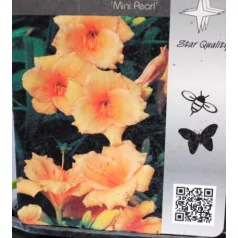 Sásliliom Hemerocallis 'Mini Pearl' 
