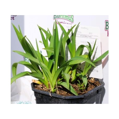 Sásliliom Hemerocallis 'Mauna Loa' 