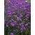 Alacsony ernyős verbéna Verbena bonariensis Lollipop 50-55cm