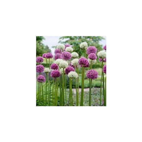 Allium 'Gladiator' XL Flower 17 cm