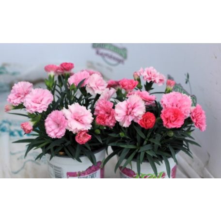 Kerti szegfű Dianthus I Love U 10cm