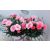 Kerti szegfű Dianthus I Love U 10cm