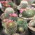 Mix Blooming cactus terracotta 15cm