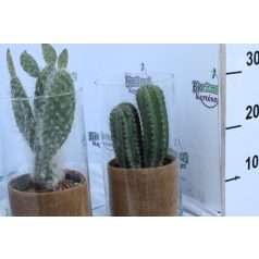 Mix Columnar Cactus in glas cylinder 15c