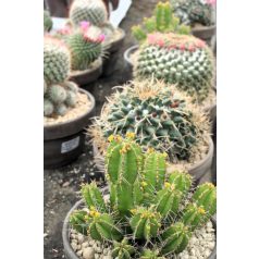 Mix Cactus in bio tray 15 cm white basal