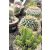 Mix Cactus in bio tray 15 cm white basal