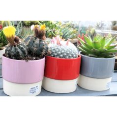 Cactus Succulent in two colour pot 10cm