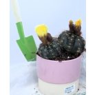 Cactus Succulent in two colour pot 10cm
