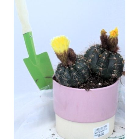 Cactus Succulent in two colour pot 10cm