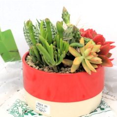 Cactus Succulent in two-tone bowl 15cm