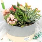 Cactus Succulent in two-tone bowl 15cm