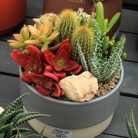 Cactus Succulent in two-tone bowl 15cm