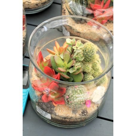 Kaktusz terrarium style üvegben beültetés 17cm