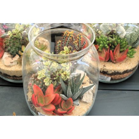Kaktusz terrarium style üvegben beültetés 16 cm