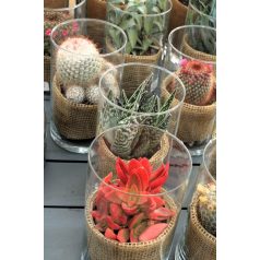 Kaktusz terrarium style üvegben beültetés 15cm